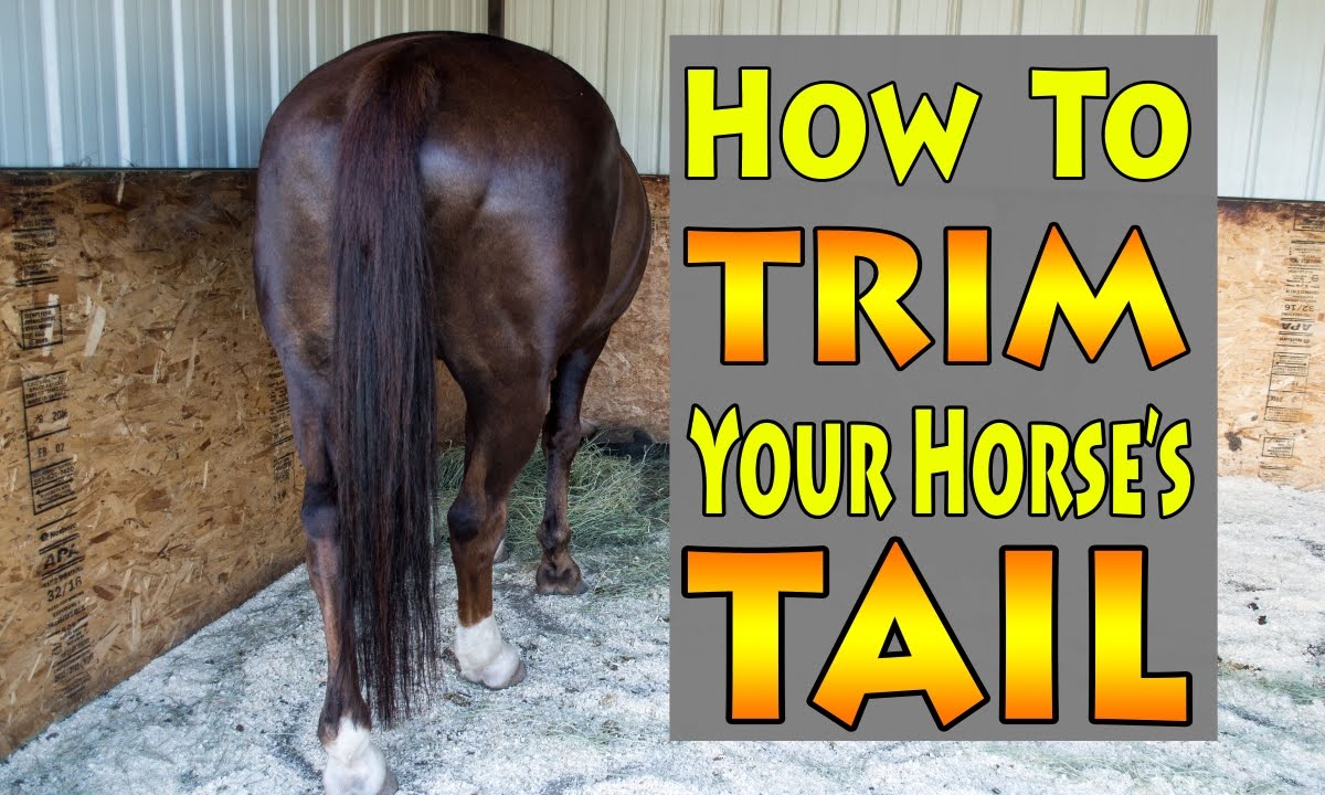 How to trim a horse's tail