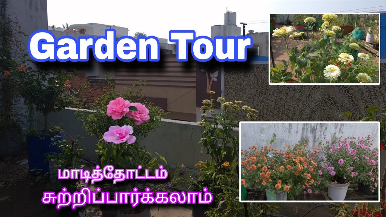 மாடித்தோட்டம் சுற்றிப் பார்க்கலாம் | Garden Tour in Tamil | Terrace Garden Plants 🪴 | Gardening 