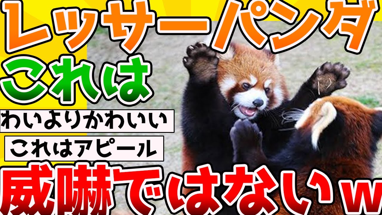 【2ch動物スレ】「レッサーパンダ」さんの威嚇といわれるもの、なにも怖くないどころか逆にかわいい→スレ民ガチ恋