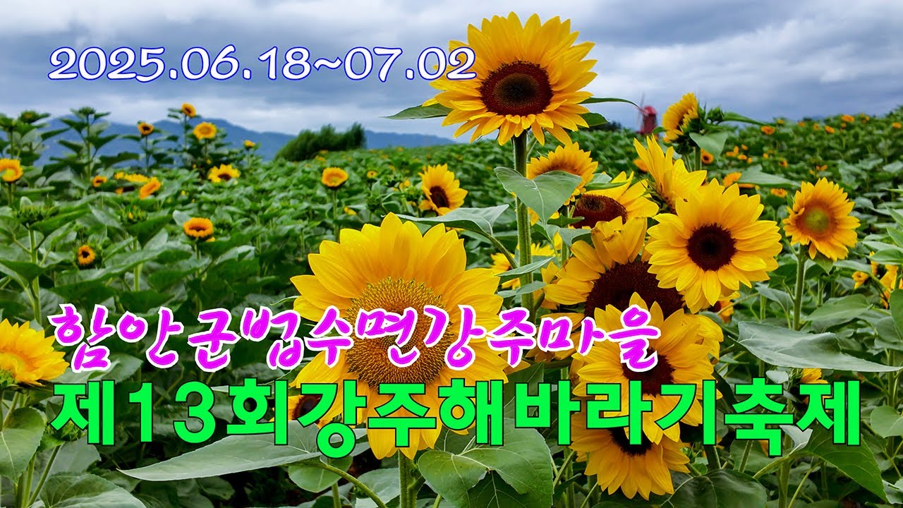 2025년 제13회 강주해바라기축제 개화상황 | 함안해바라기축제 | 함안가볼만한곳 | sunflower_festival
