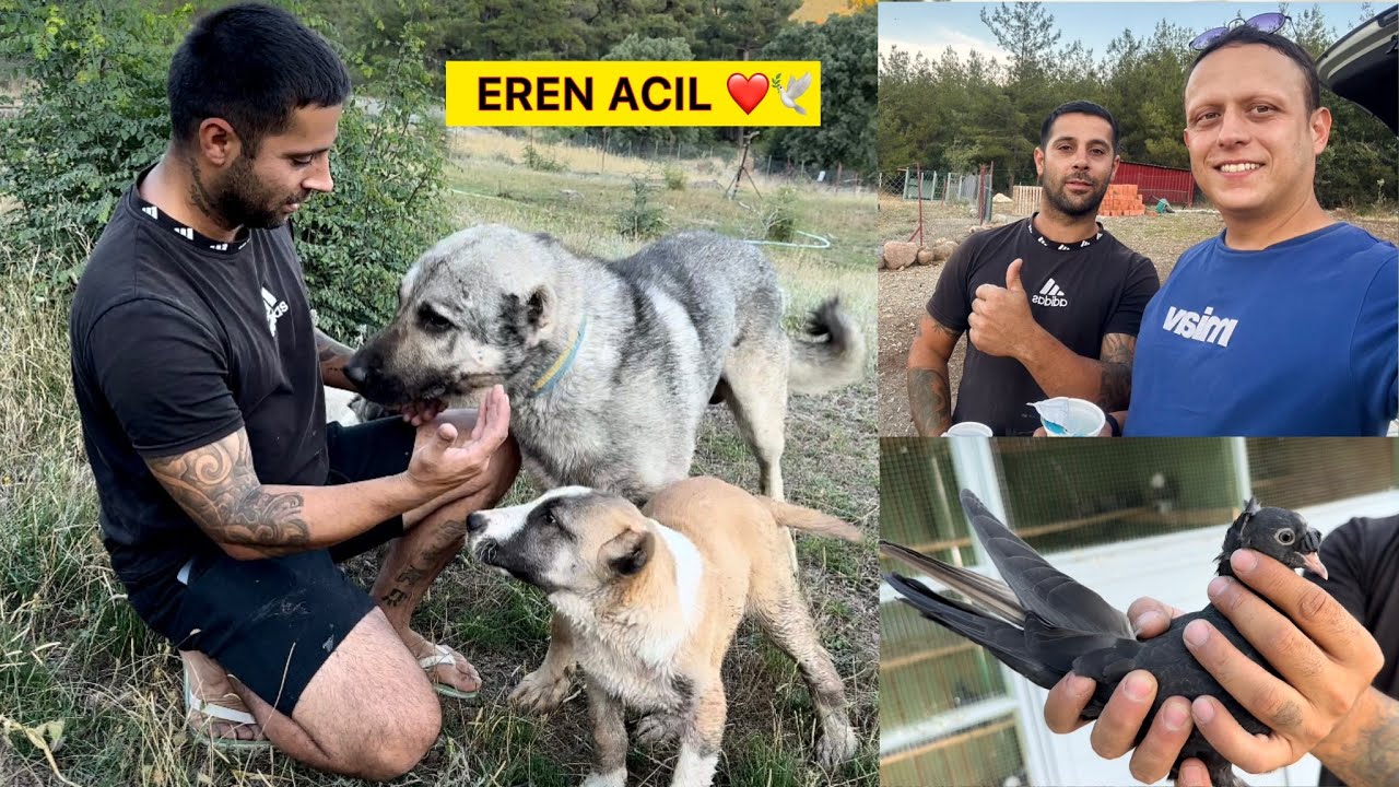 EREN ACIL DOSTUMUN HARİKA ÇİFTLİĞİNE ZİYARET 💯 Kangal Güvercin Koyun Tavuk @WOGZDOGZTV