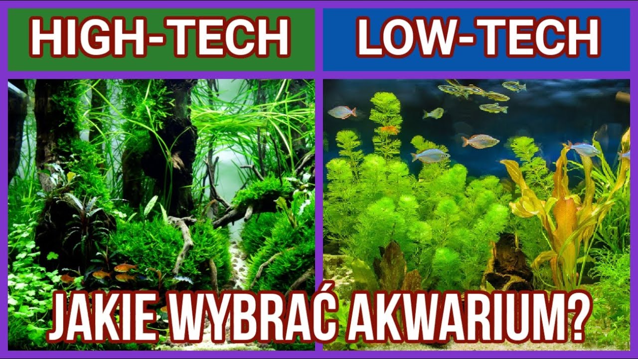 Akwarium HT czy LT? / aquarium