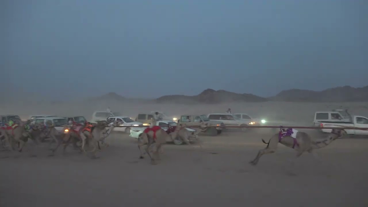 الشوط الرئيسي بكار 1500م ( كأس مركز إمارة بداء🏆)  (صنف : احمد بن ظاهر ابن غنيم)