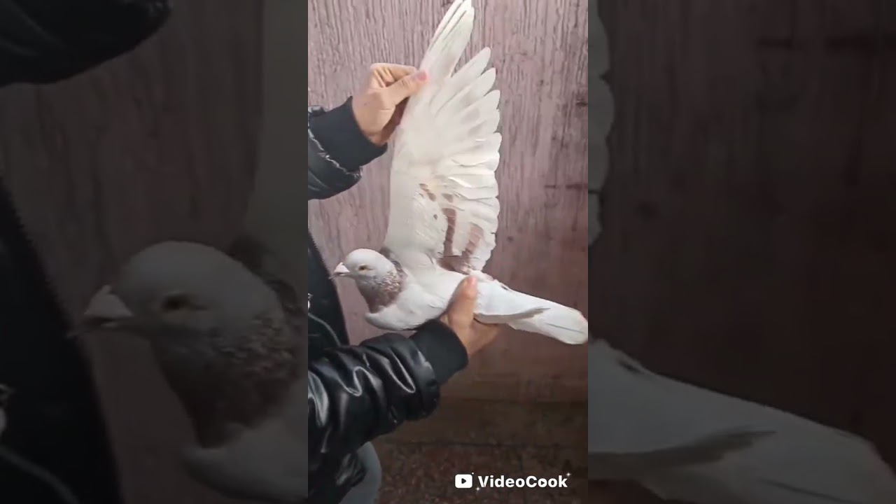 اولى فيديو في قناة 🕊🕊