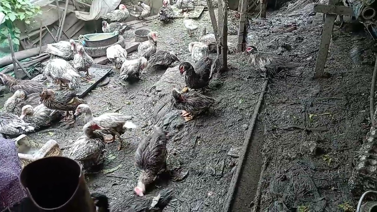 Duck farm organik