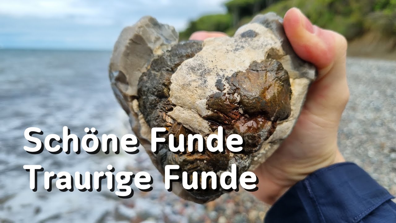 Schöne Funde, traurige Funde - Fossilien suchen an der Ostsee
