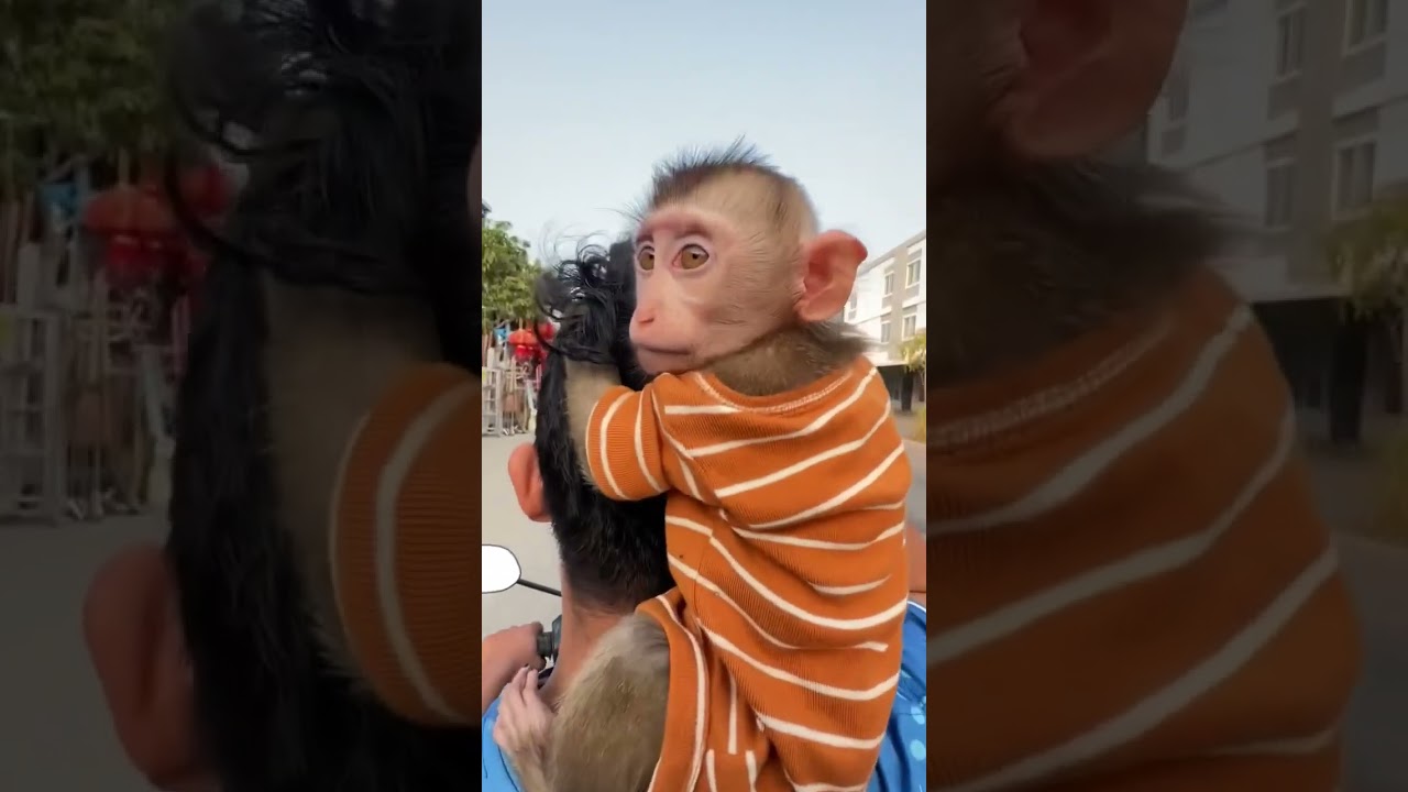 Lovely baby monkey go to picnic with family.