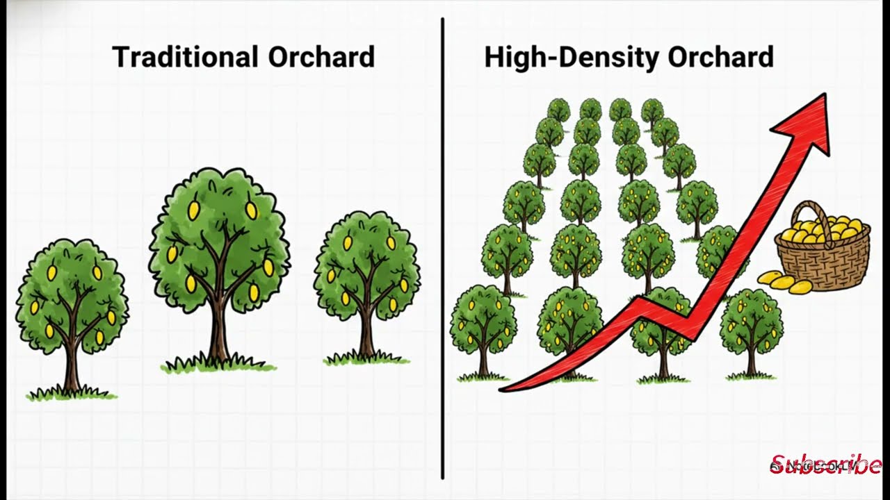  Mango cropping|| Basic knowledge in Hindi|| with Ai|आम की खेती 