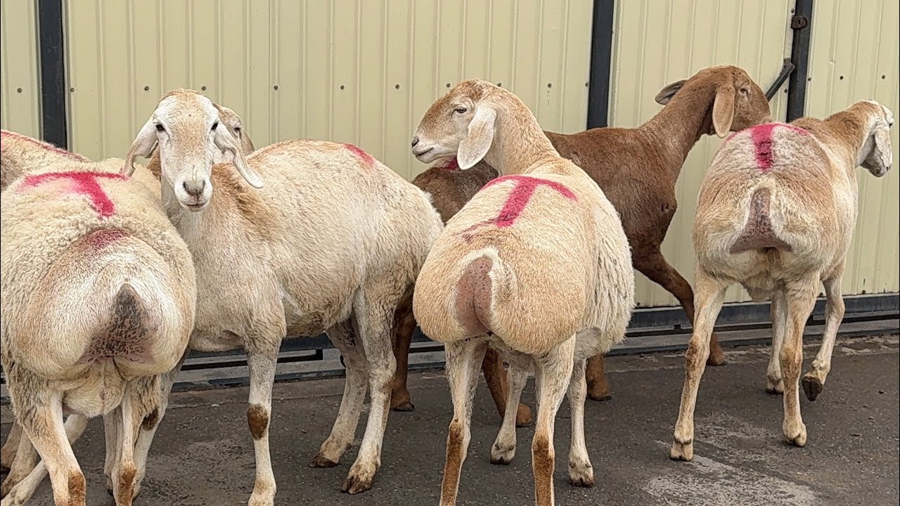 AVGON KATTA BUGOZ SOVLUQLAR KELDI SHOSHILING 😱😱😱😱