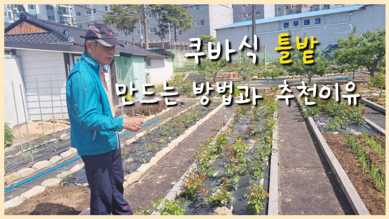 쿠바식 틀밭(텃밭)을 강력하게 추천하는 이유 / 과정과 장점 소개