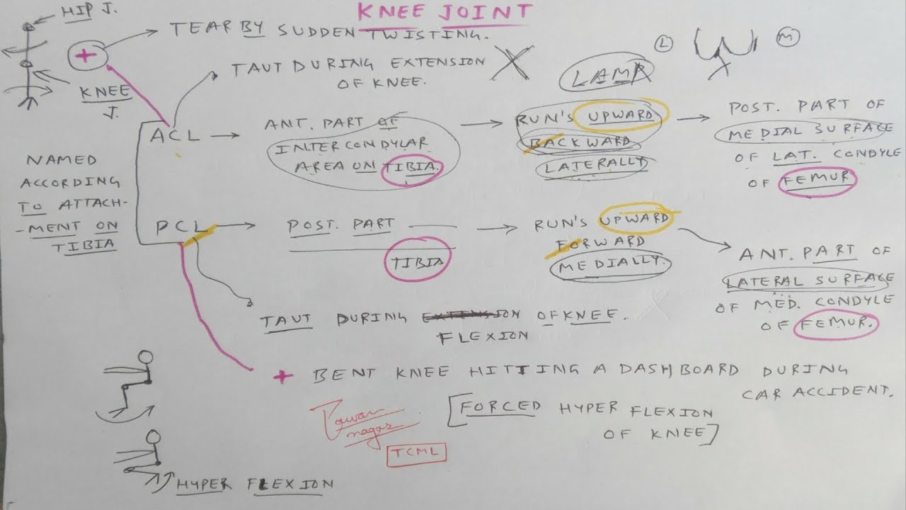 Knee Joint - 2, Anterior and Posterior cruciate ligament | TCML