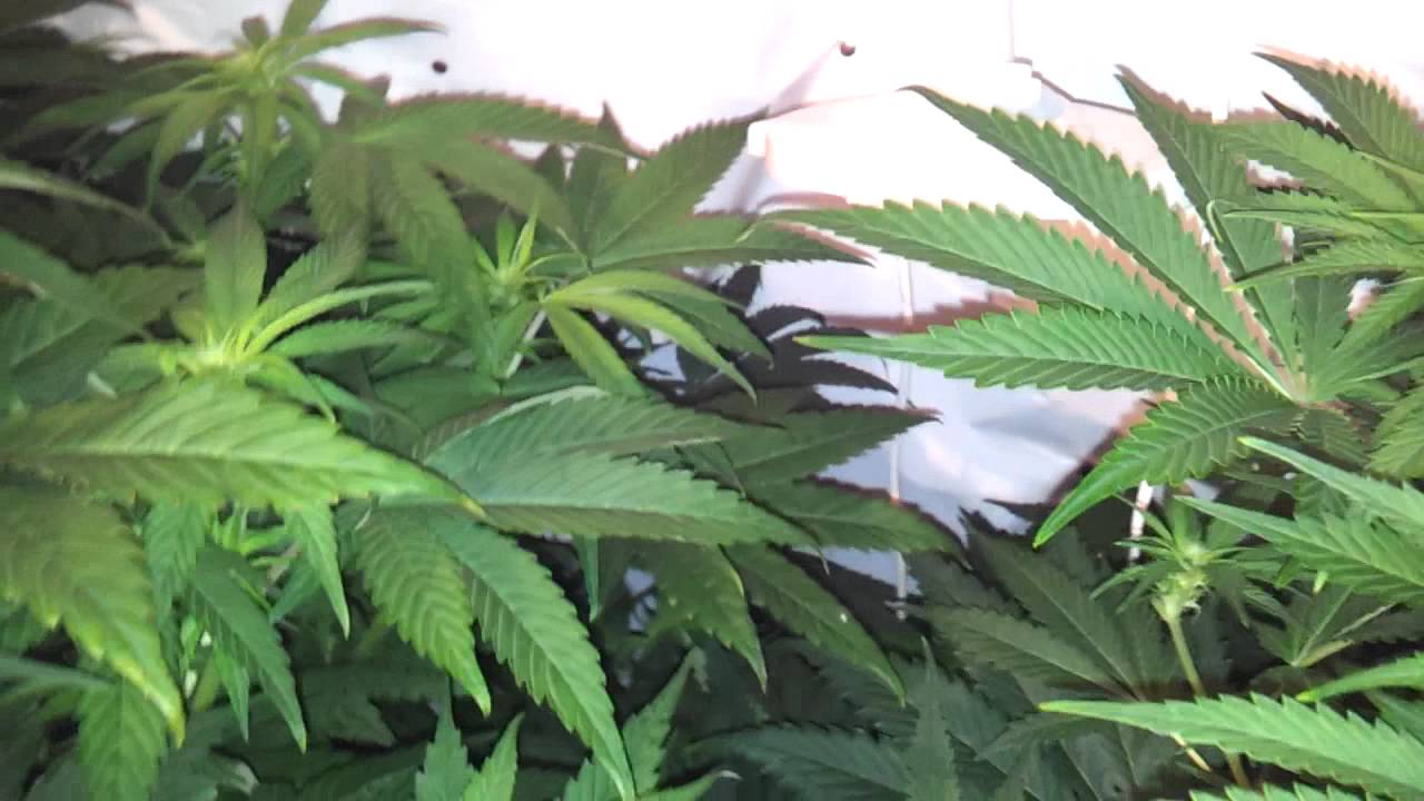 Delahaze 21 days into flower - 56 days old 17.06.2012