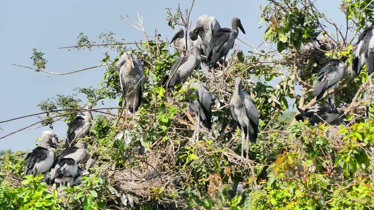 Flight Above Earth The Hidden World of Birds Revealed EP82#birds 