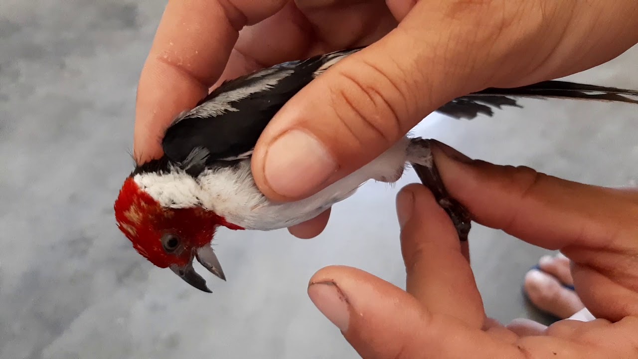 como saber se o galo de Campina e macho ou femea sem o exame com fira o vídeo