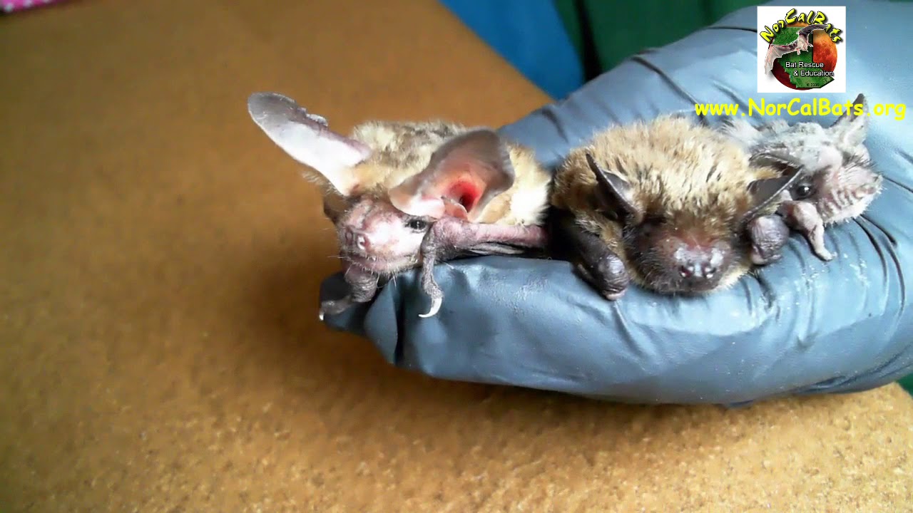 See the Mexican free-tailed bat, big brown bat and pallid bat together