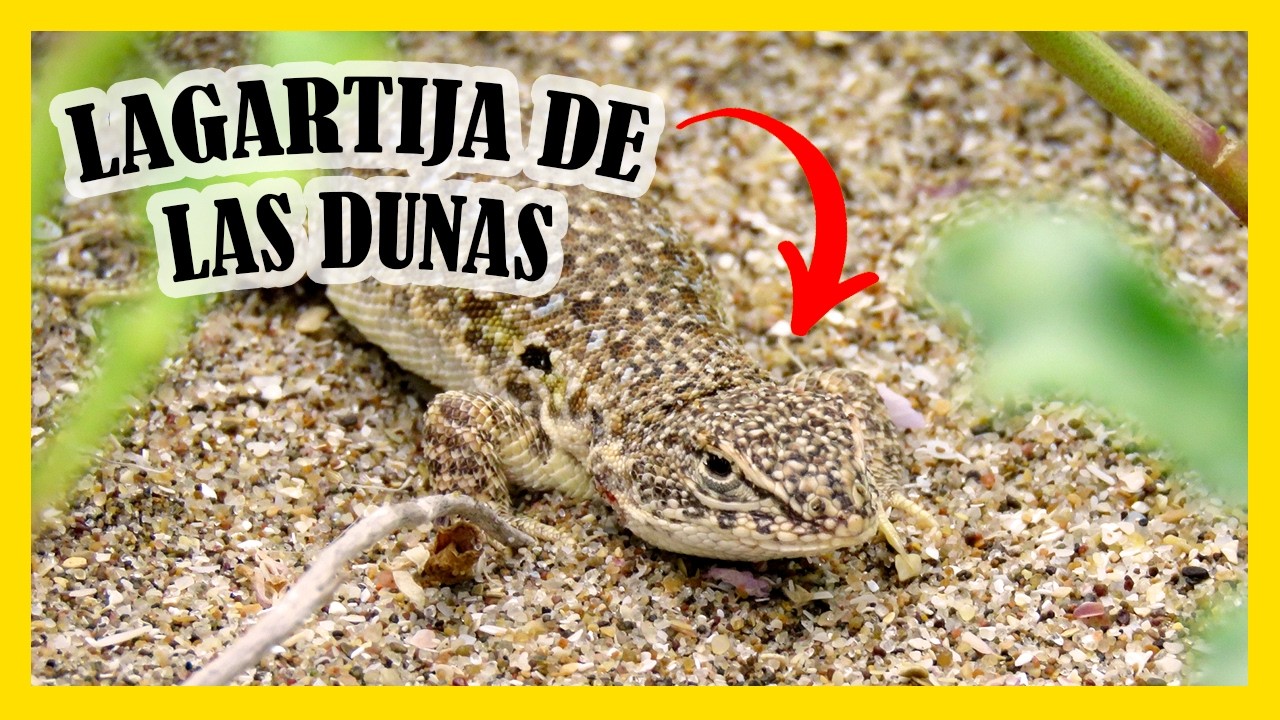La Lagartija de la Dunas | Una especie en peligro de extinción