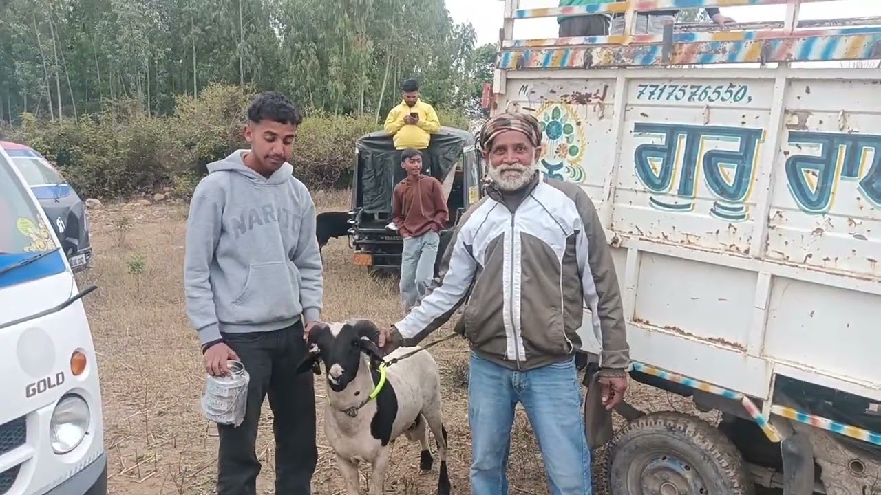 ਮੇਲਾ ਭੇਡਾਂ ਦਾ 😃
