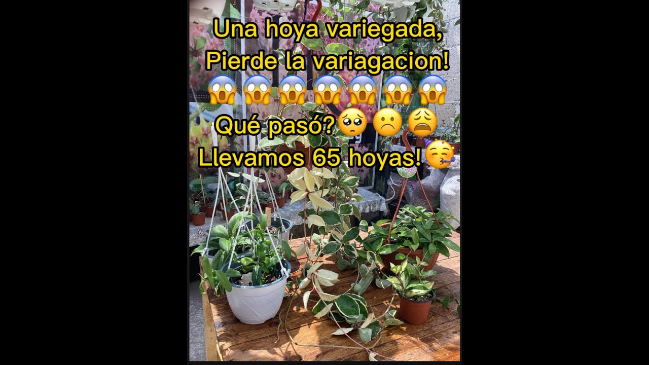 Mi hoya Krimson Princess se le quitó lo variegado! Conoce a mi hoya reina!!Y 3 hoyas más! Video#11