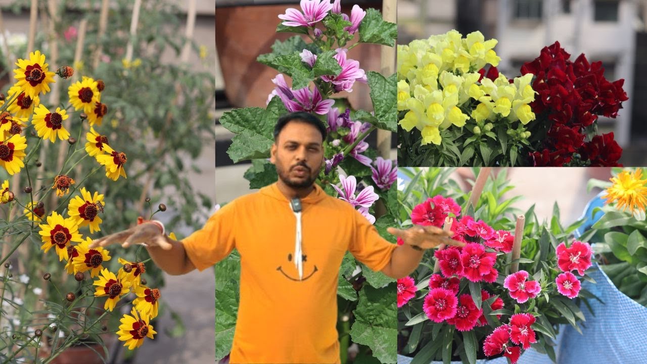 আমার ছাদ বাগানের গাছপালা কেমন হলো। 