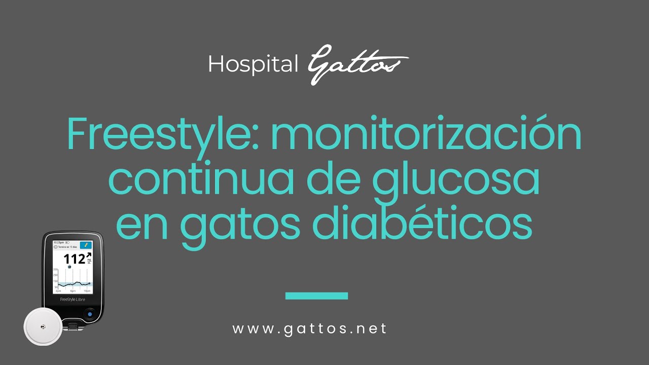 Freestyle:Monitorización continua de glucosa en gatos diabéticos