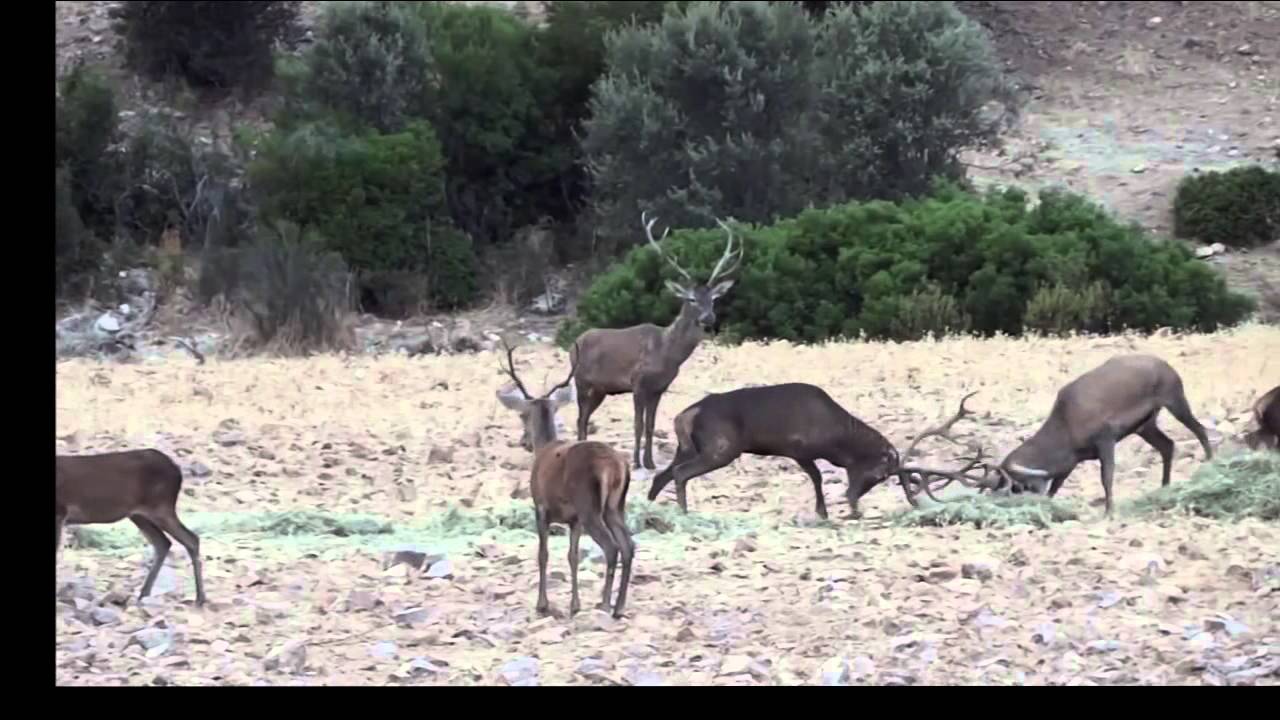 Lucha de Venados en la Berrea - Espectacular!!