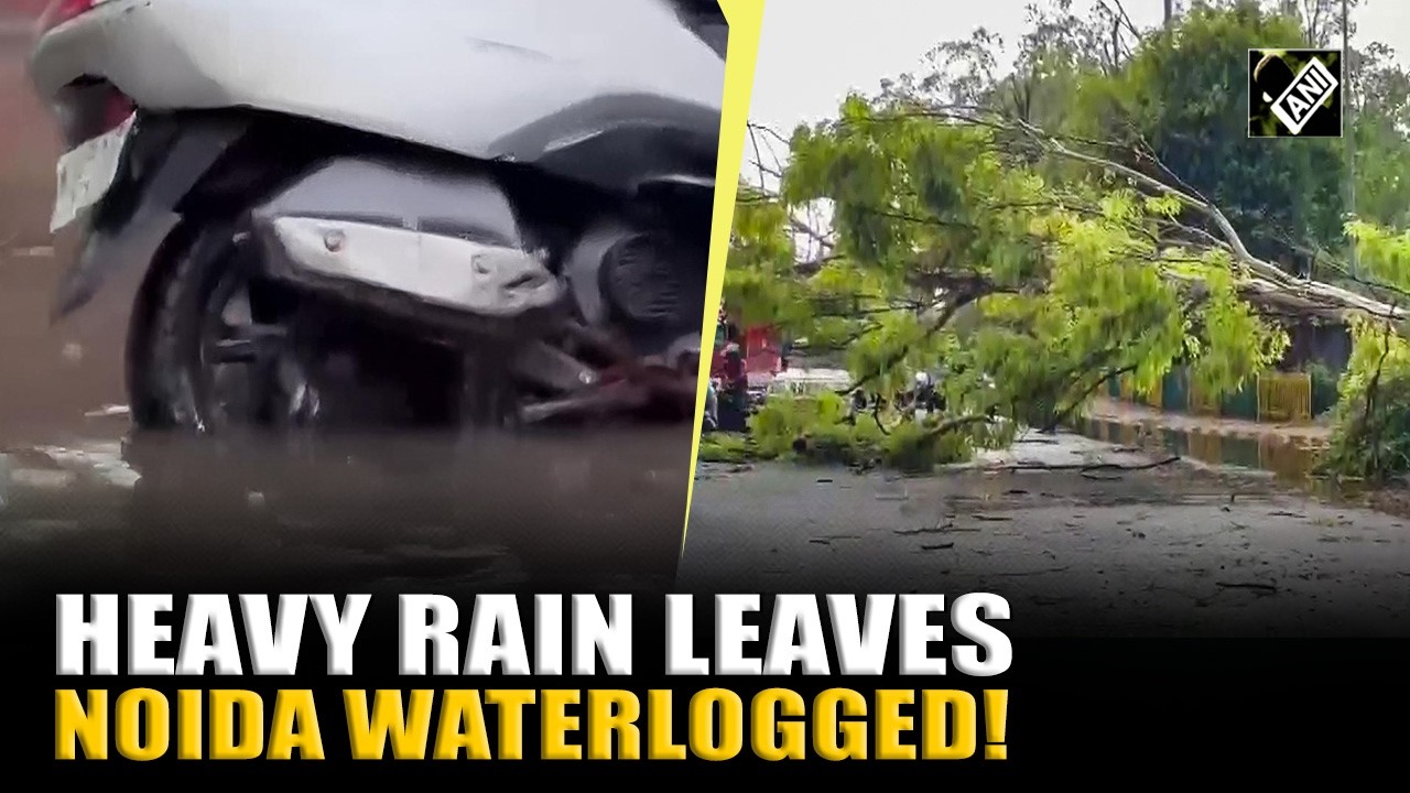 Noida Rain: Trees uprooted, cars damaged, city waterlogged after heavy rainfall