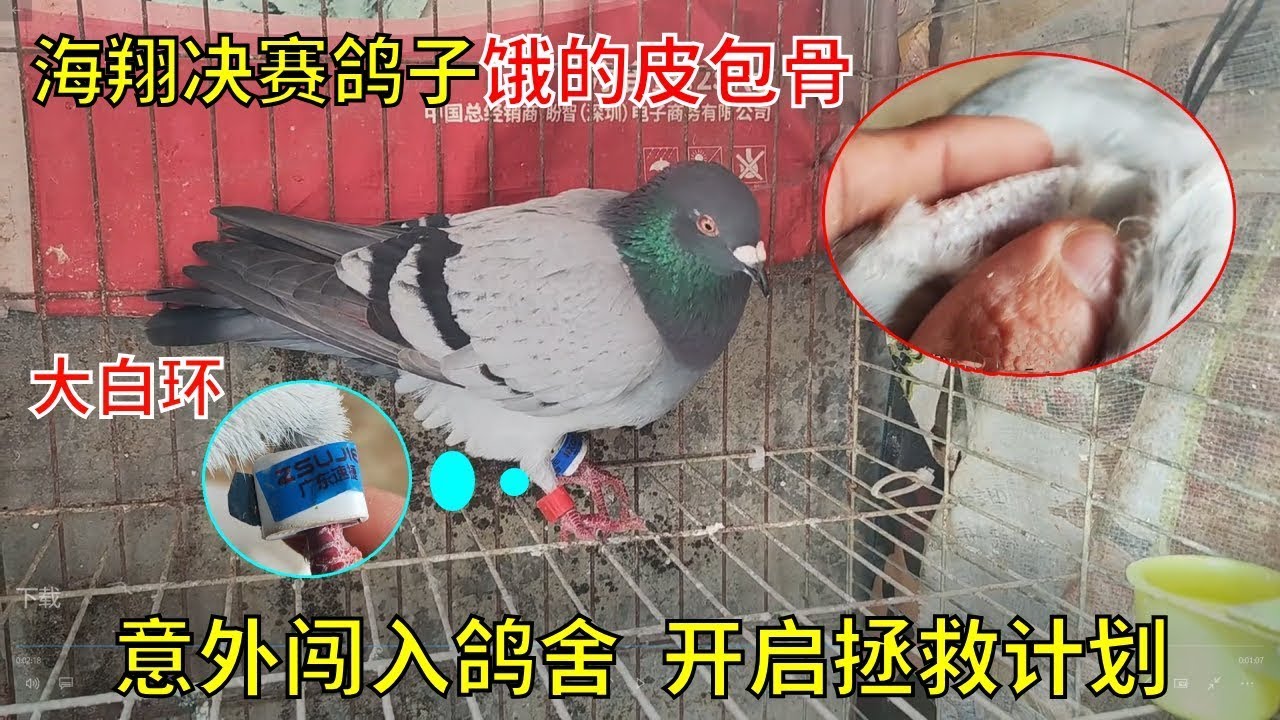 鸽舍飞来一只大白环的海翔决赛鸽子，看样子已经饿了五天没进食，先慢慢喂食一点看后续情况#鴿子 #小動物 #鴿舍