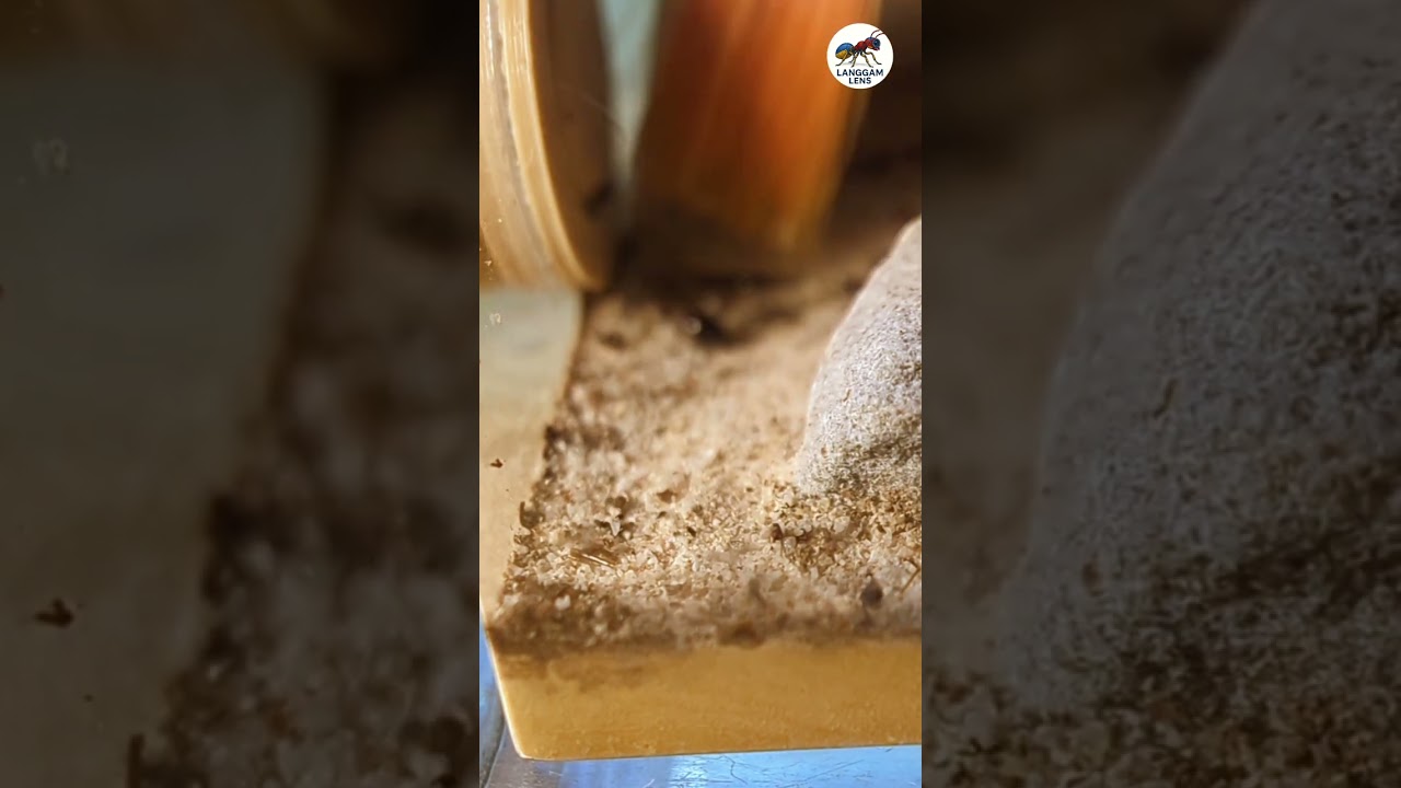 the hidden secrets: Ant keeping 