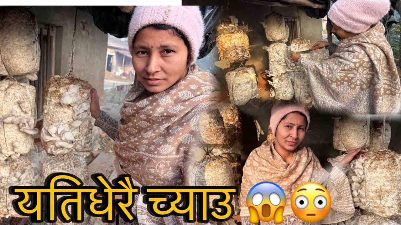 यतिधेरै च्याउ😱😳लिएर आए म घर🥰