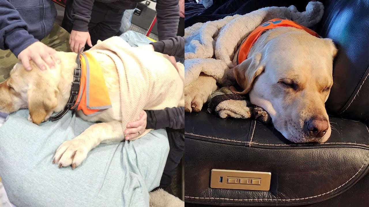 Dog rescued after falling through ice in Clinton