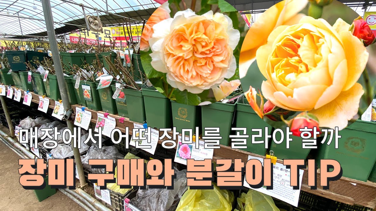 오프라인 매장에서 영국장미 고르는 방법과 분갈이 TIP(대림원예종묘)