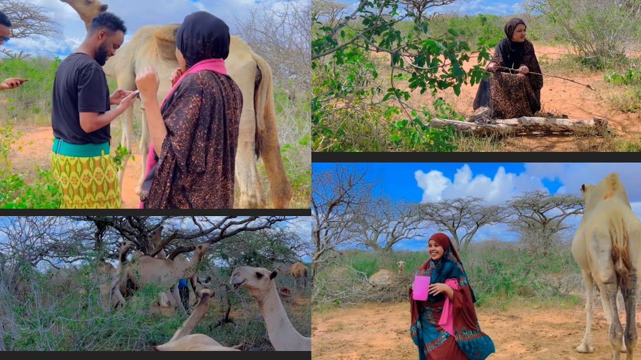 NOLOSHA REER  BAADIYAHA IYO QABKAN UGU NOLEEN