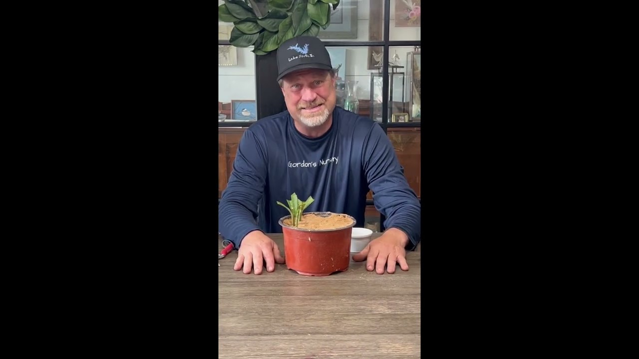 Easy to Propagate Oleanders