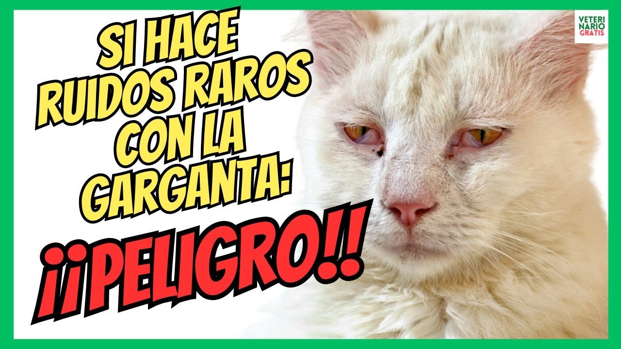 🆘 ¿PORQUE MI GATO HACE RUIDOS RAROS CON LA GARGANTA AL RESPIRAR? 🆘