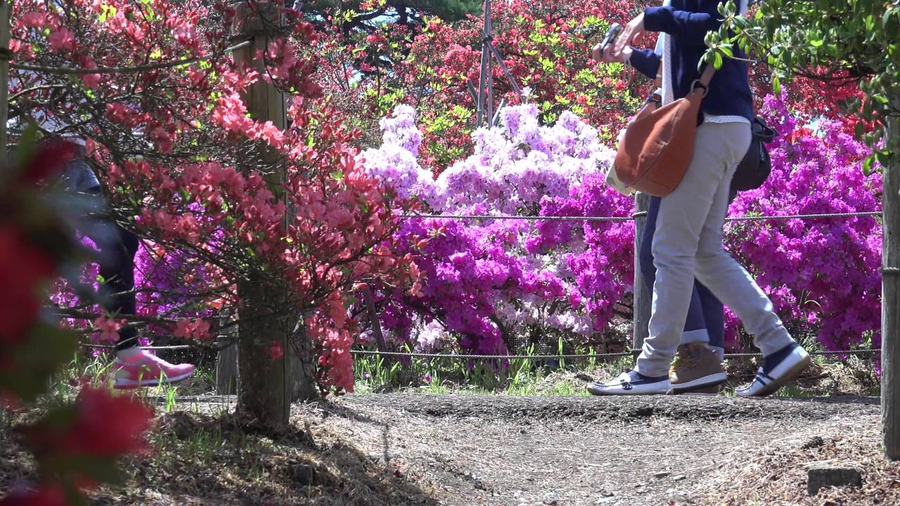 2016 4 館林つつじが岡公園 4K