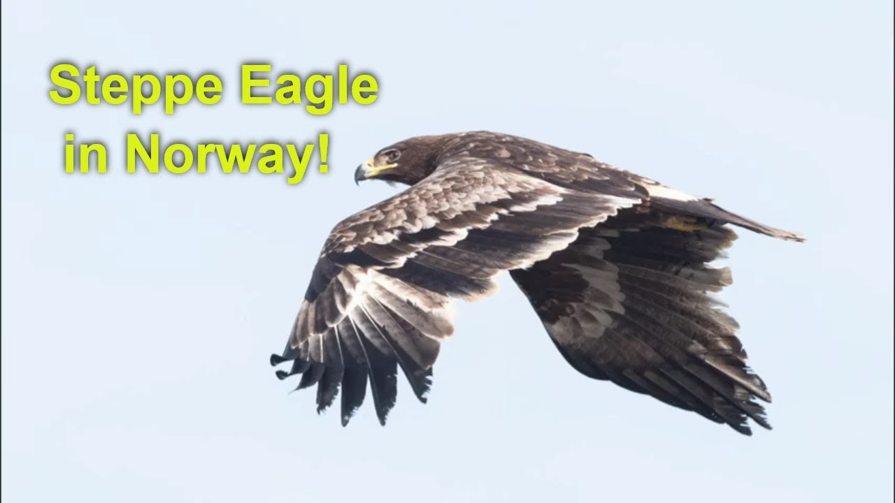 Out birding! Steppe Eagle, Røst, Norway 4th May 2021