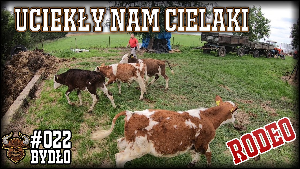 #22 Bydło opasowe - Ucieczka cielaków i sprzątanie u byczków - szykujemy się na kolejne cielaki