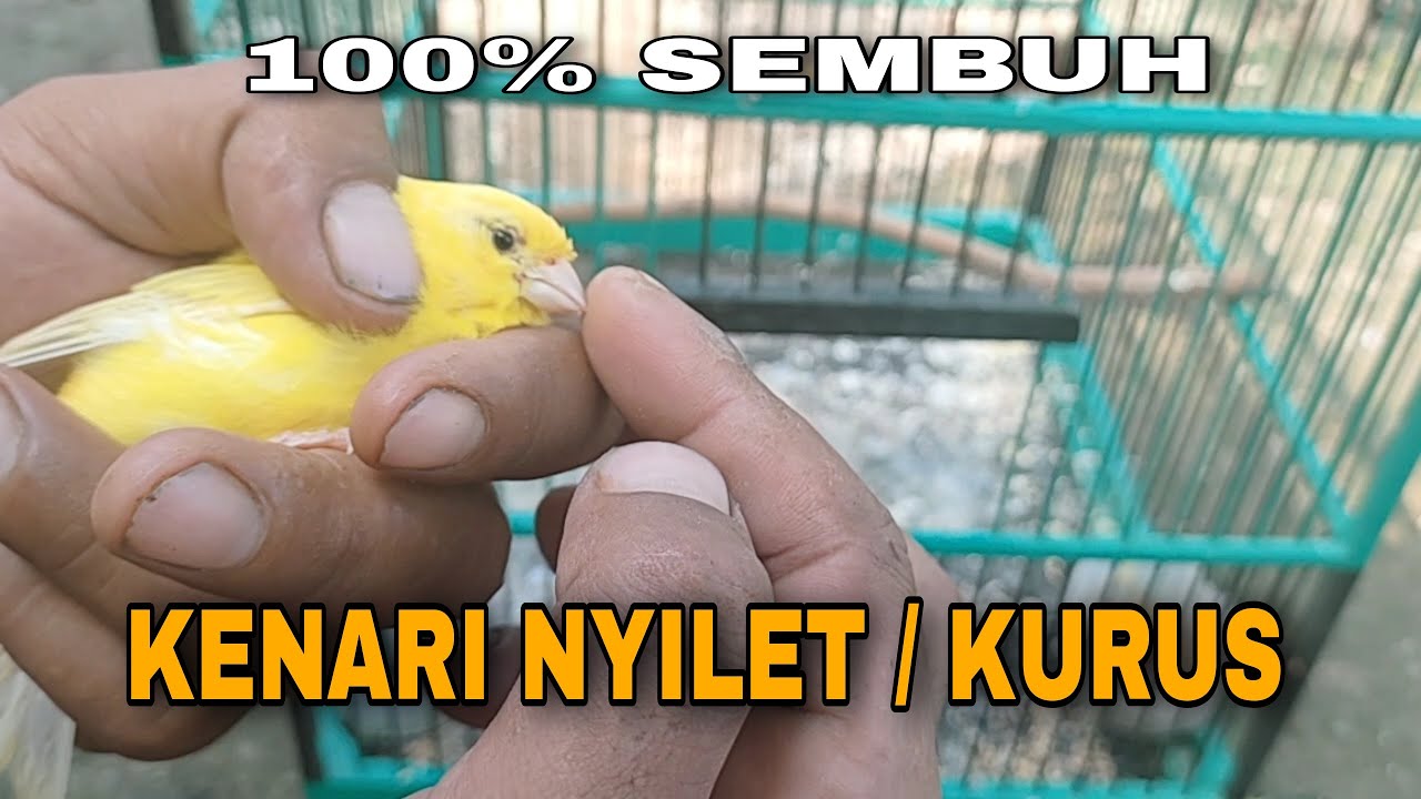 CARA OBATI KENARI NYILET HAMPIR KO ID ❗TERNAK KENARI