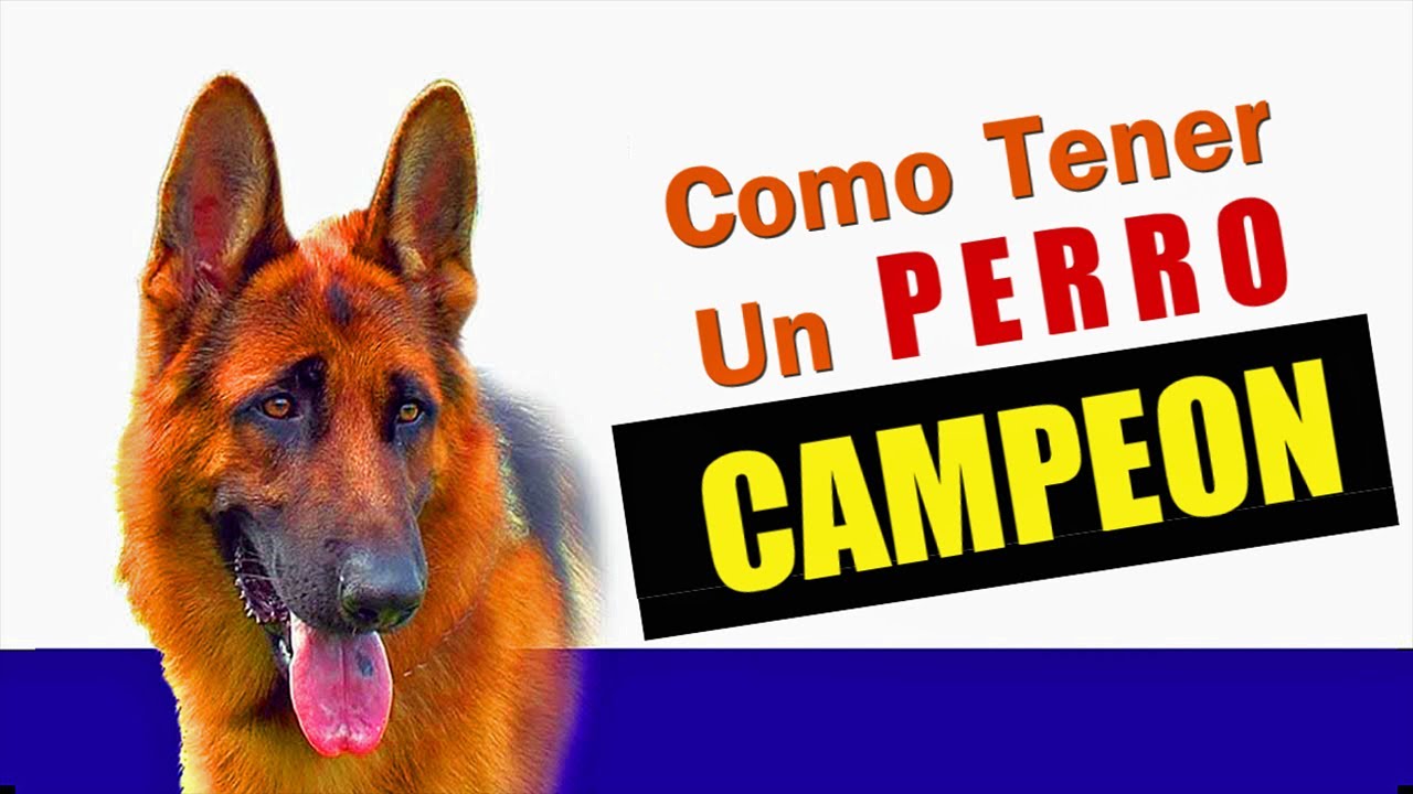 Como Hacer Campeón A Tu Perro Pastor Alemán