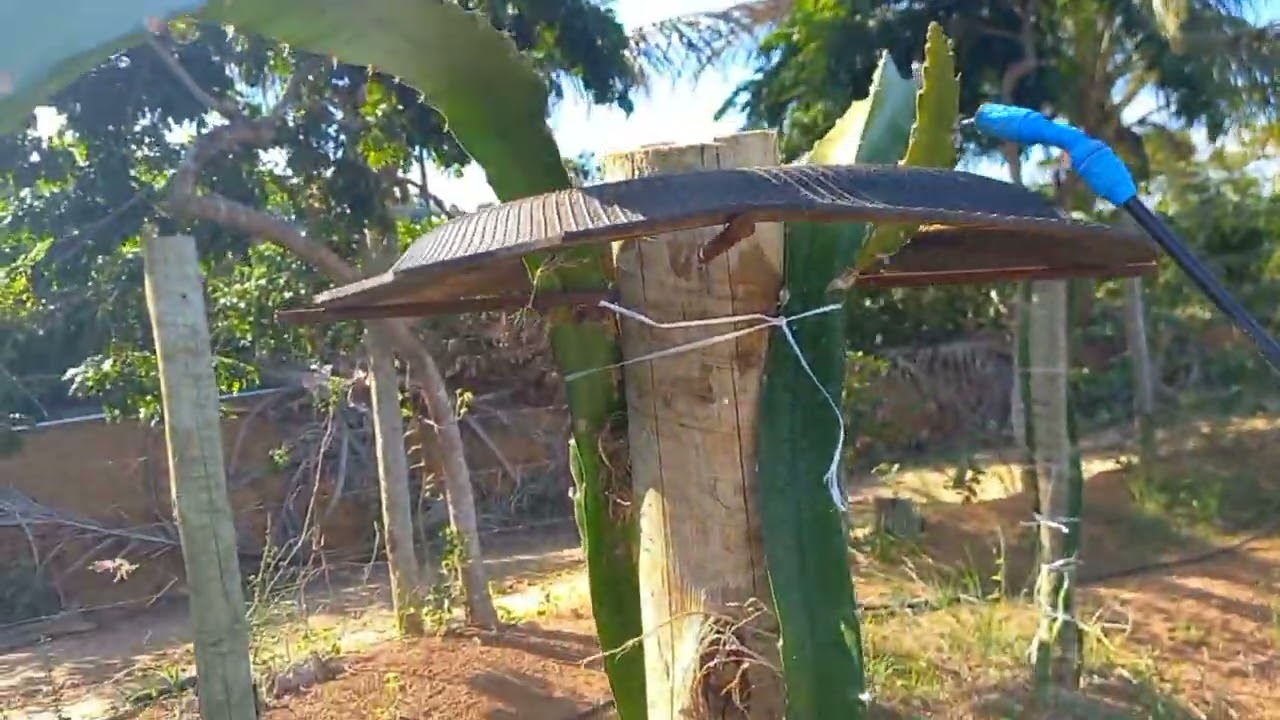 Defensio na Pitaya: Como Proteger Sua Plantação Contra Pragas e Doenças 🍈🌵