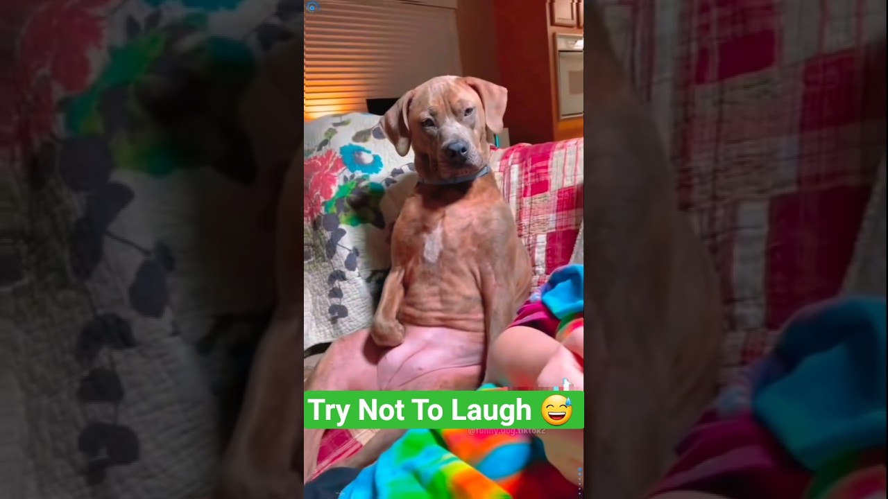 Try Not To Laugh 🤣 Funny Dogs Moments #funnyvideo #Funnydogs #dogs #dogshorts #laugh #reaction