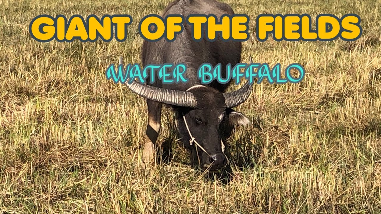 Water buffalo south of Asia Giant must to watch #movment #waterbuffalo #buffalo 
