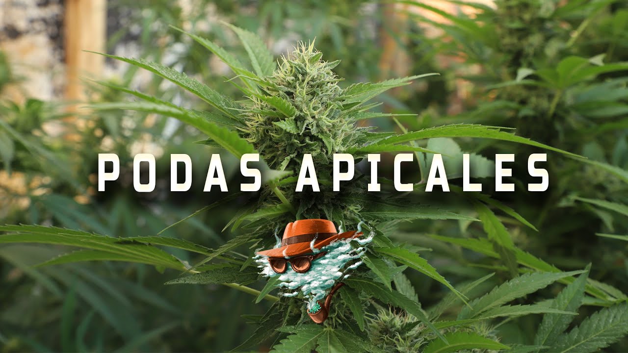 CANNABIS: PODA APICAL