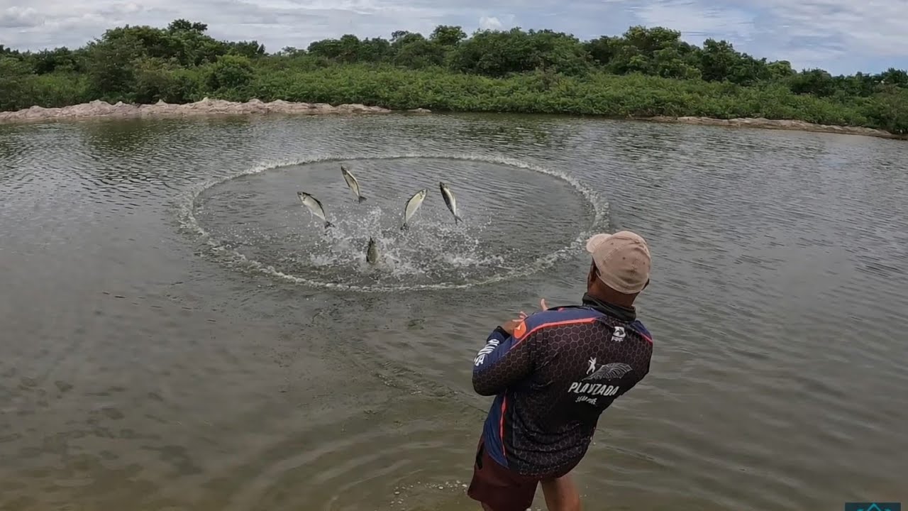 Pescaria de tarrafa em Guaratiba 