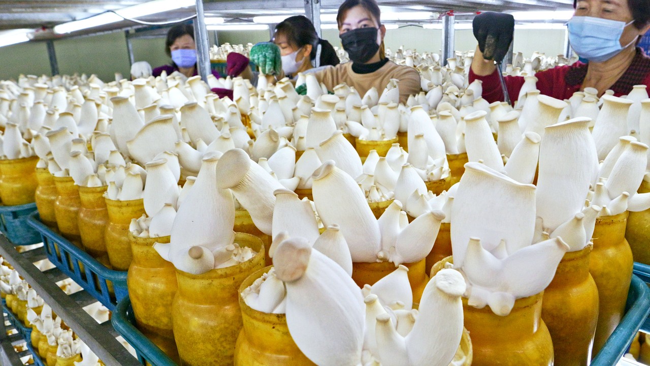 The Life of King Oyster Mushrooms! Taiwan Mass Production Factory/杏鮑菇的一生!台灣杏鮑菇大量生產工廠, 杏鮑菇栽種採收, 咔脆素G腿