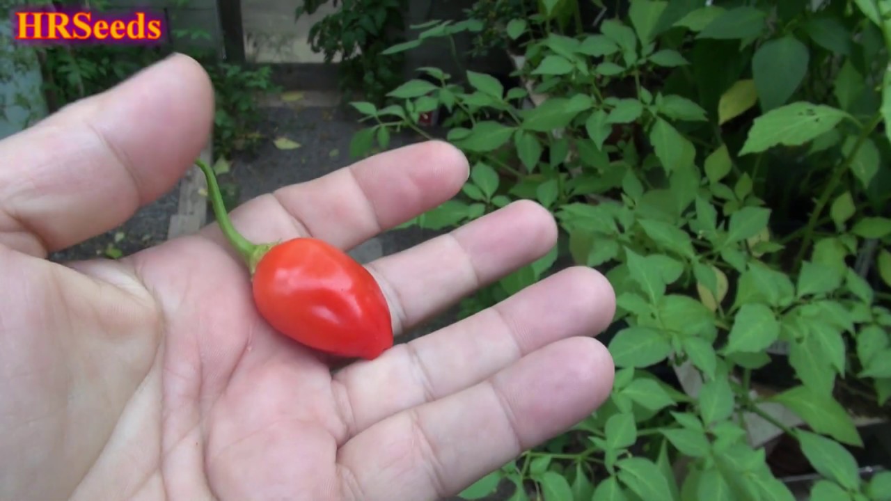 ⟹ Inca Berry Pepper | Capsicum baccatum | Pod Review 2020