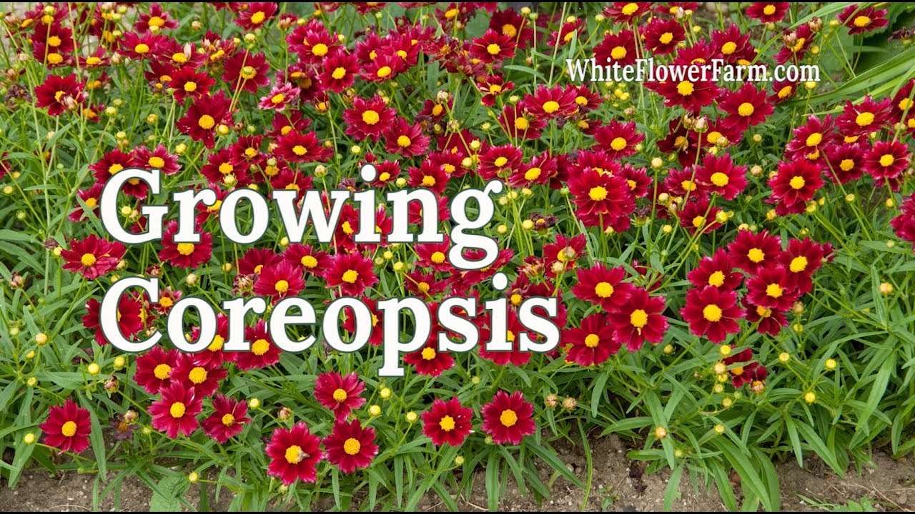 Growing Coreopsis
