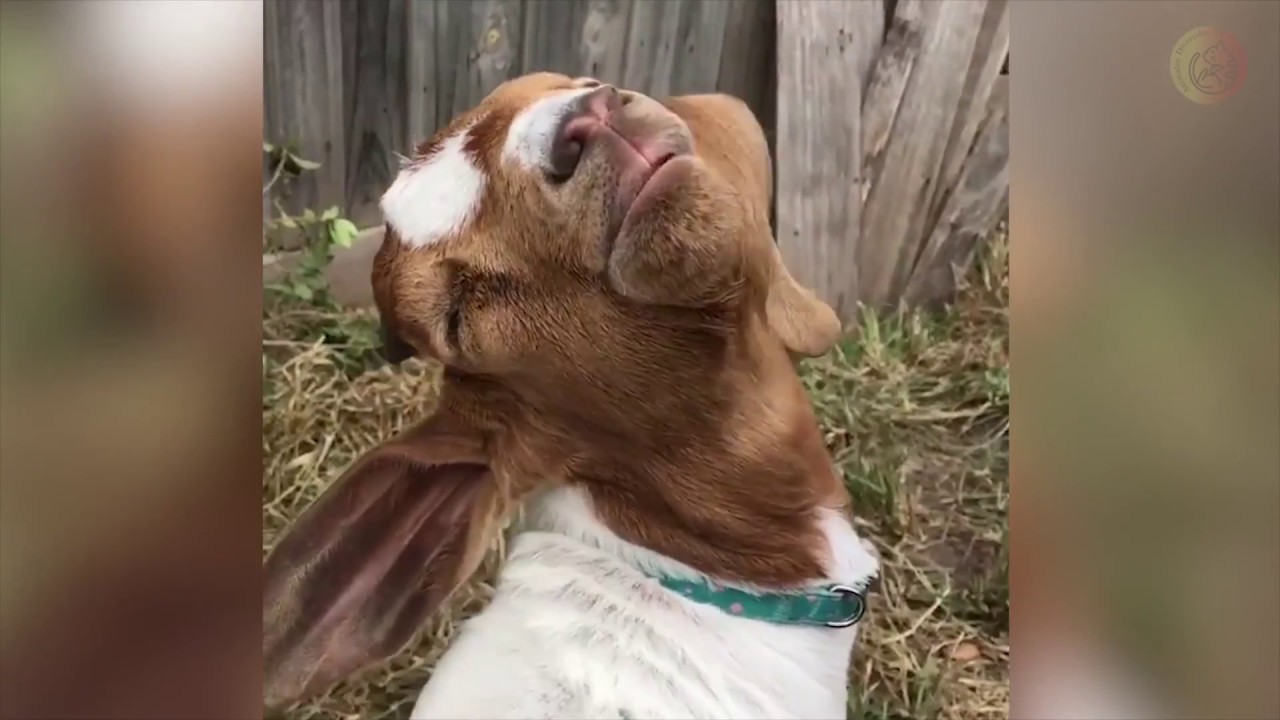 Cuando las Cabras Te Gritan - Cabras Gritando Recopilaci&oacute;n