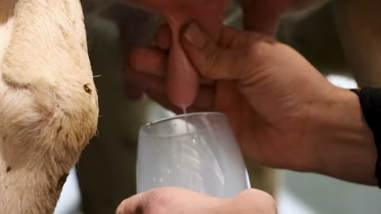 Unbelievable Skill: How to Hand-Milk a Cow at Fen Farm Dairy!