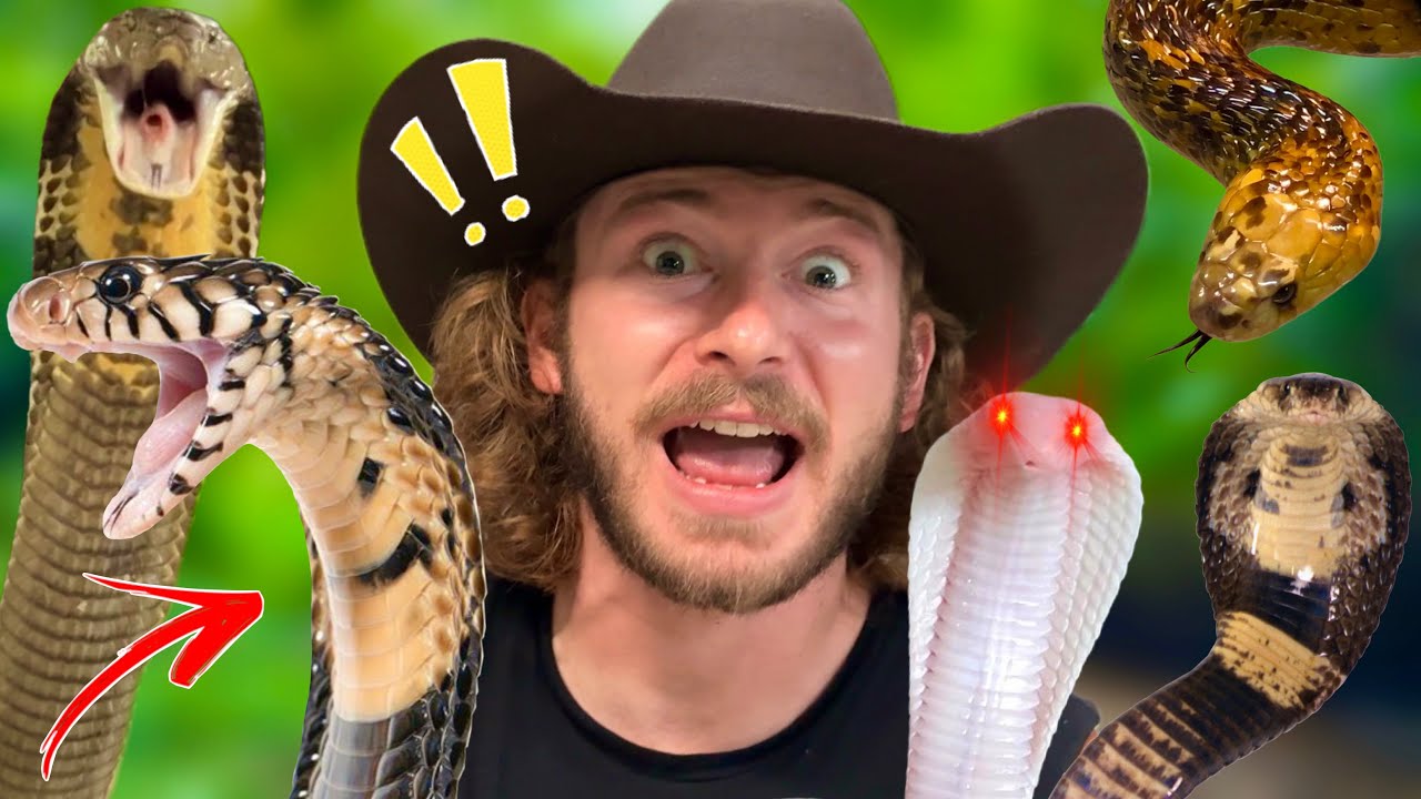 ПОЛНЫЙ ТУР COBRA!